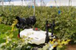 XAG R100 Agricultural Rover RevoSpray combo (with remote, 2 batt, 1 charger, 1 cooling tank) - Image 9
